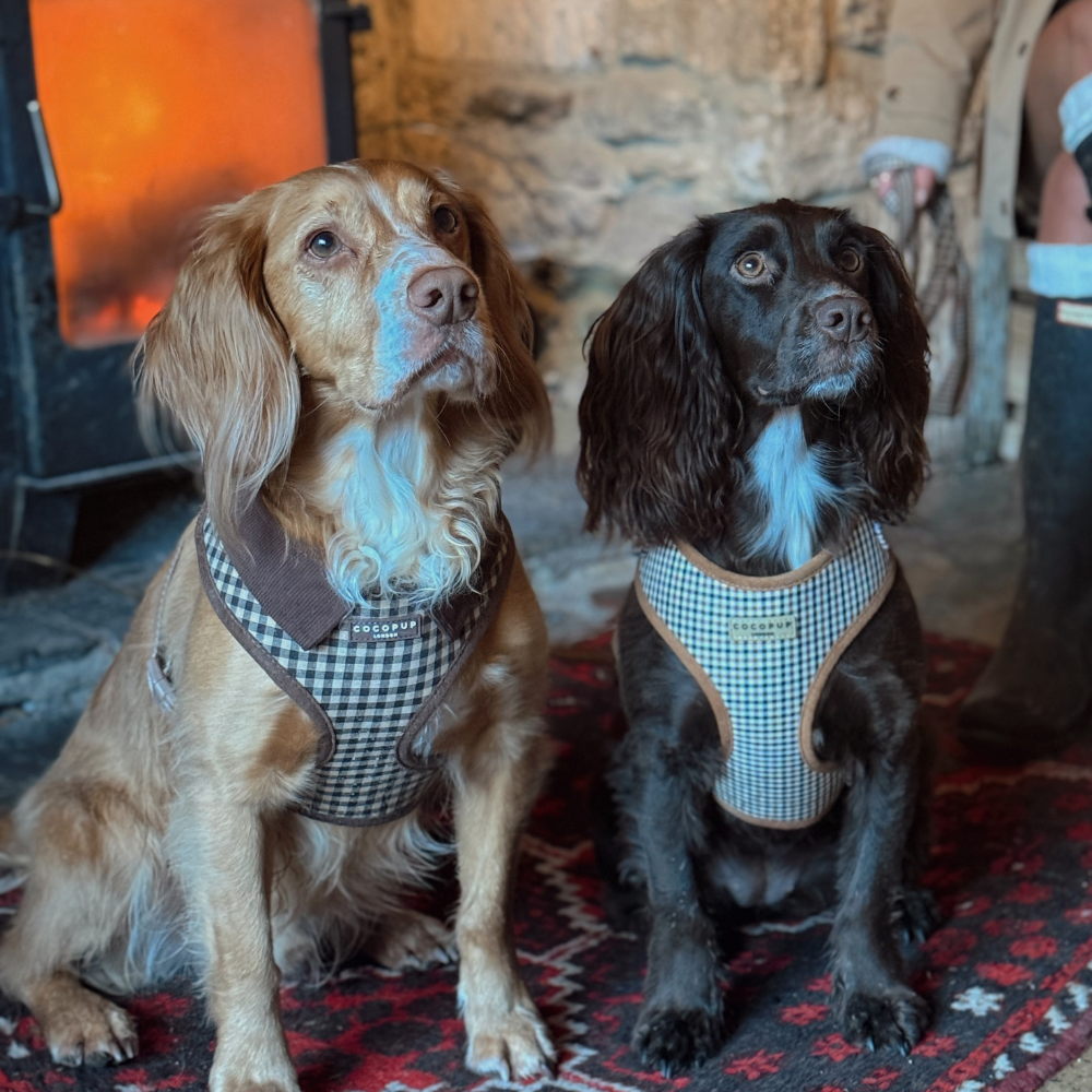Cotswold Check Adjustable Neck Harness, Lead & Collar Bundle