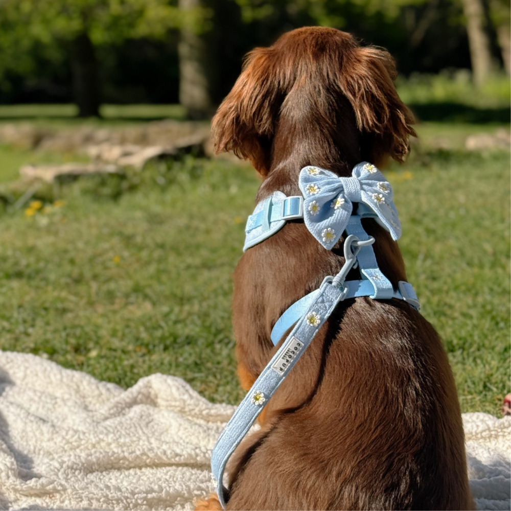 Blue Daisy Dream Lead