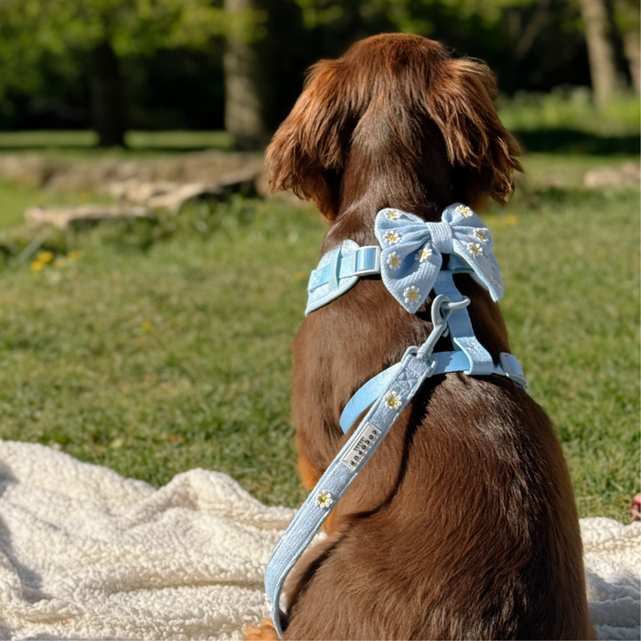 Blue Daisy Dream Lead