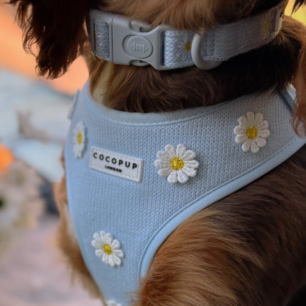 Blue Daisy Dream COLLAR