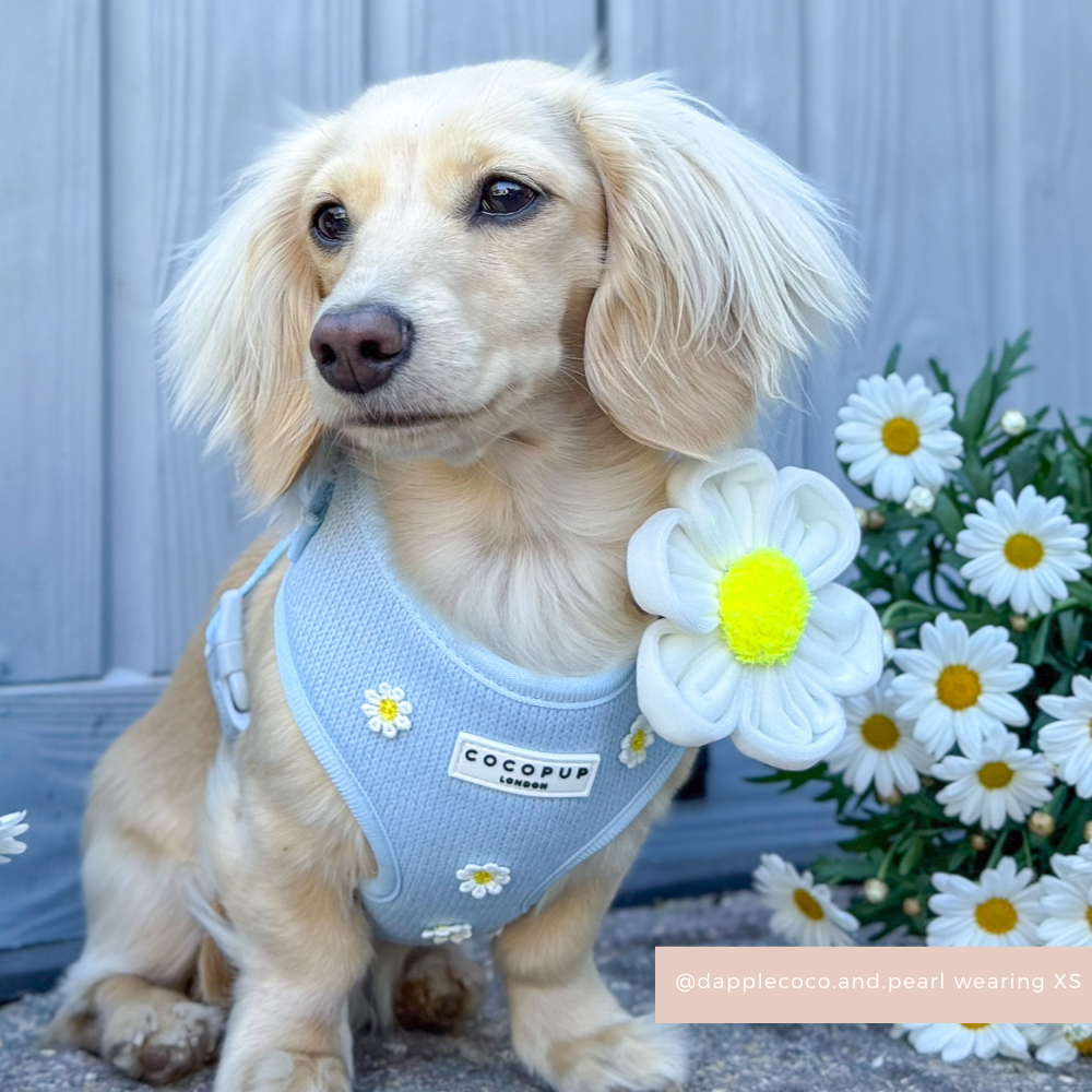 Blue Daisy Dream Adjustable Neck HARNESS