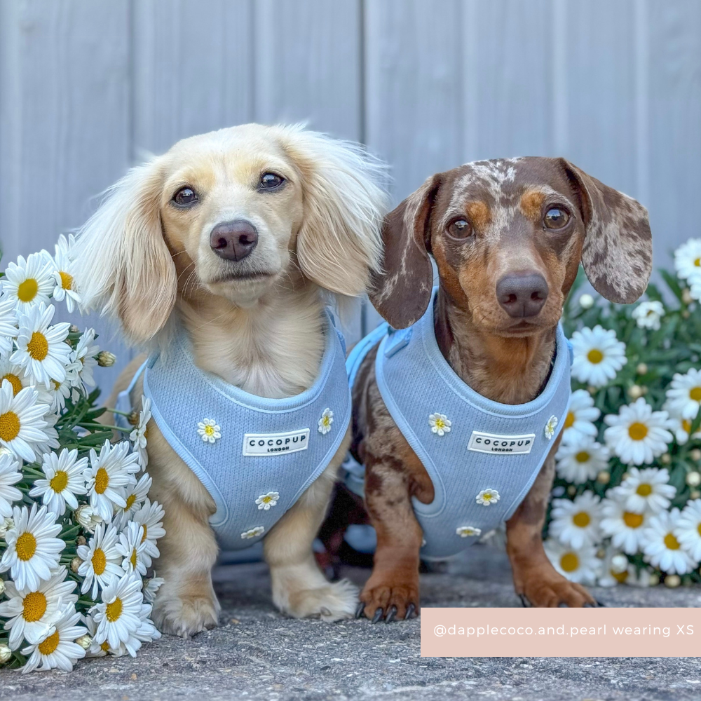 Blue Daisy Dream Adjustable Neck Harness, Lead & Collar Bundle