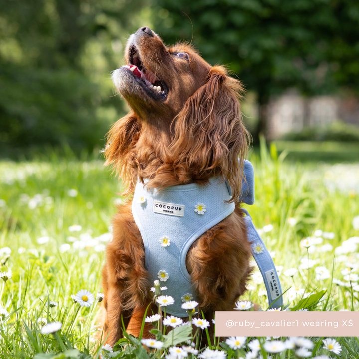 Blue Daisy Dream Adjustable Neck Harness, Lead & Collar Bundle