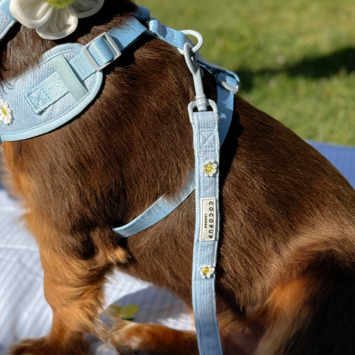Blue Daisy Dream Lead