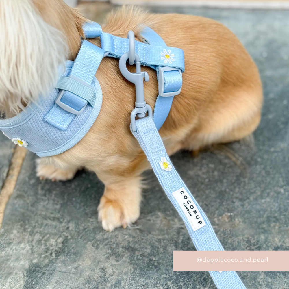 Blue Daisy Dream Lead