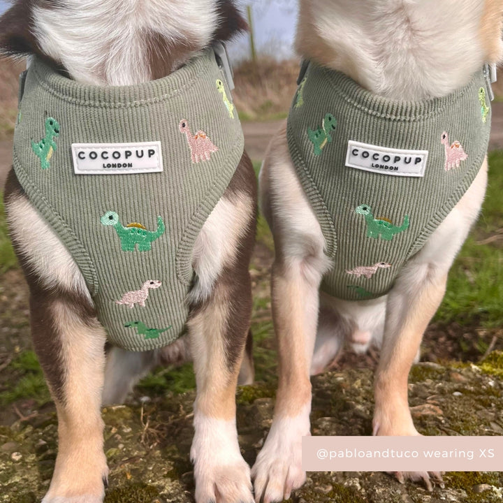 Dino Doodles Adjustable Neck Harness, Lead & Collar Bundle