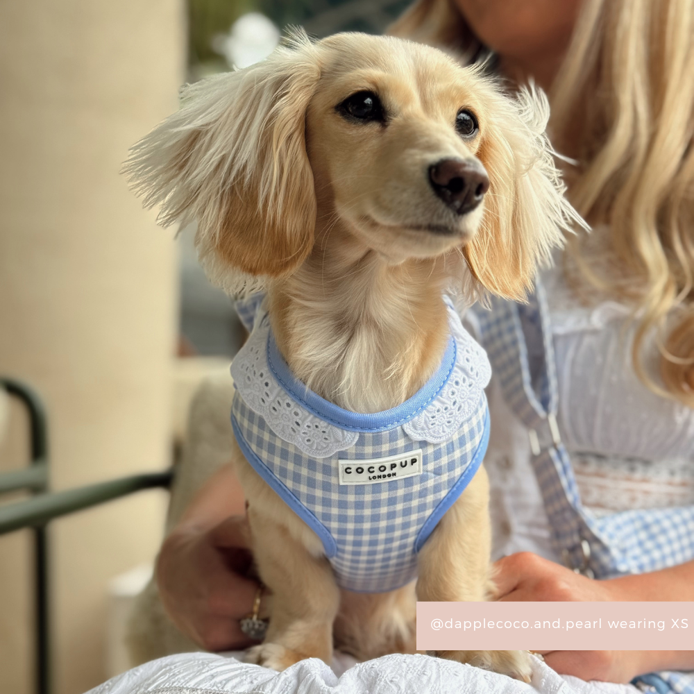 English Blue Adjustable Neck Harness, Lead & Collar Bundle