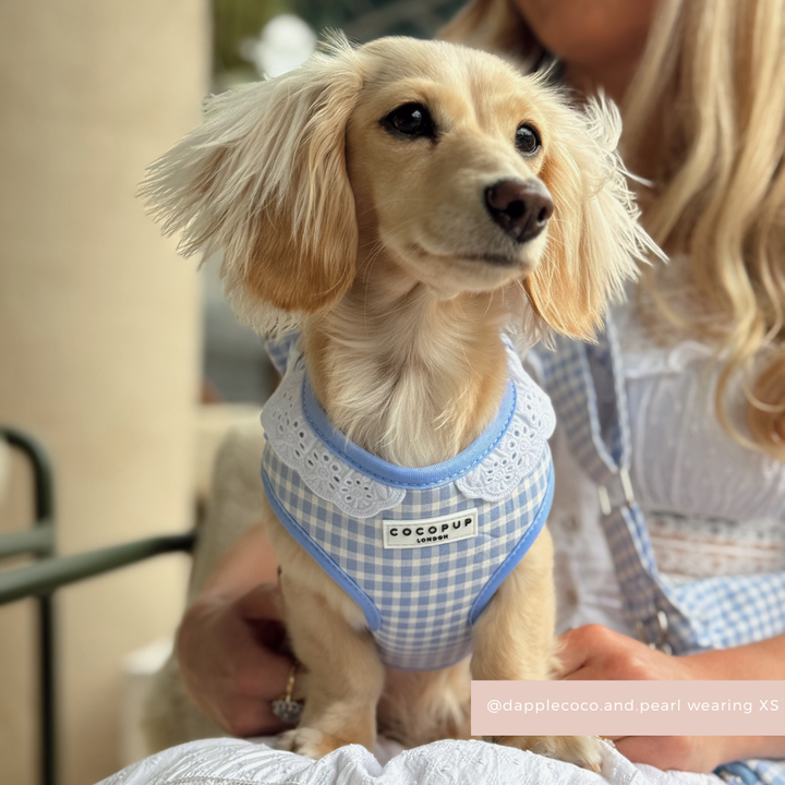 English Blue Adjustable Neck Harness, Lead & Collar Bundle