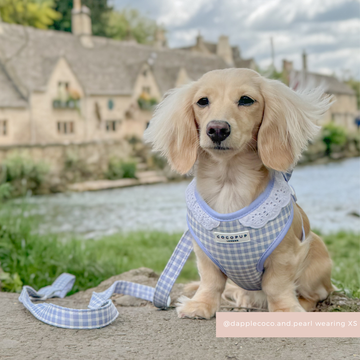 English Blue Adjustable Neck Harness, Lead & Collar Bundle