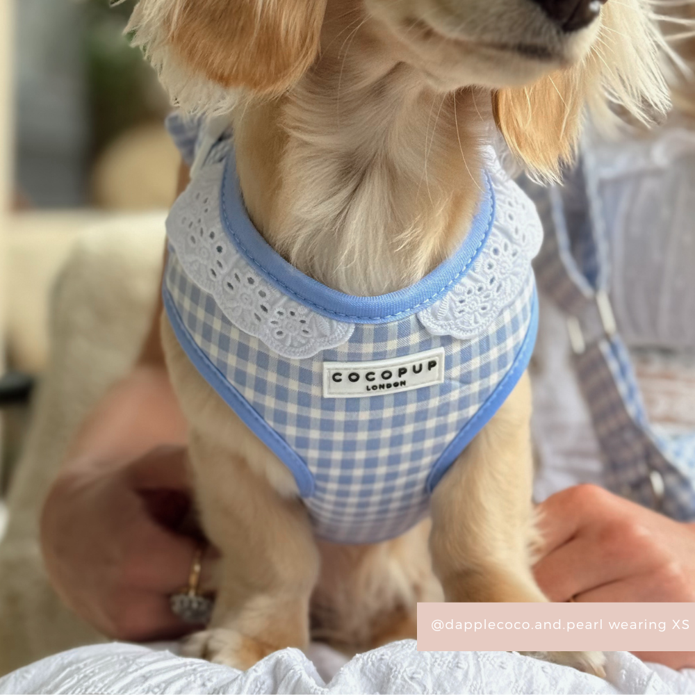 English Blue Adjustable Neck Harness, Lead & Collar Bundle