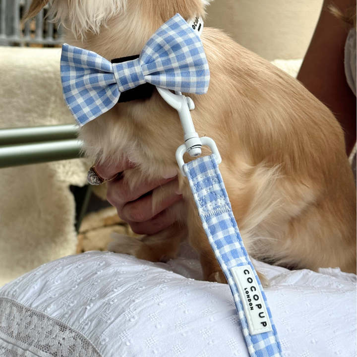 English Blue Bow Tie