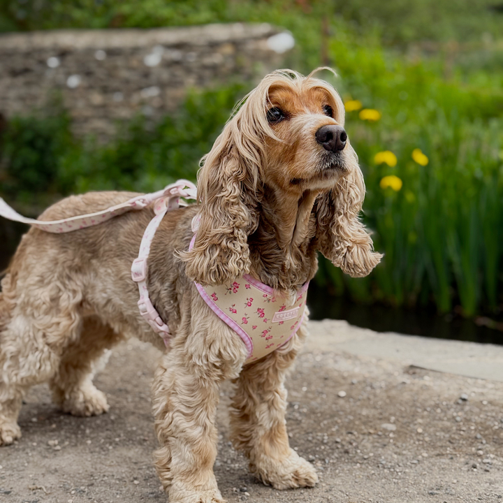 English Rose Adjustable Neck Harness, Lead & Collar Bundle