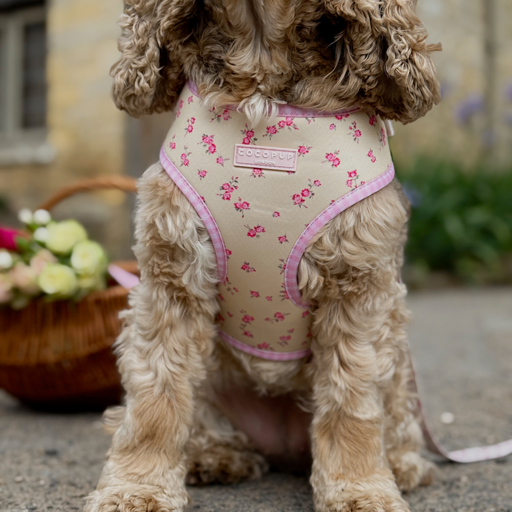 English Rose Adjustable Neck Harness, Lead & Collar Bundle