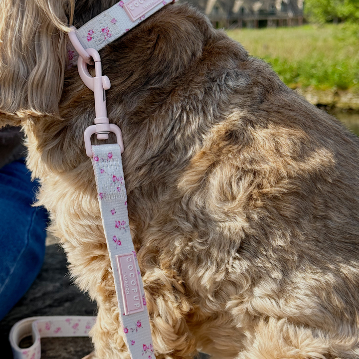 English Rose Adjustable Neck Harness, Lead & Collar Bundle