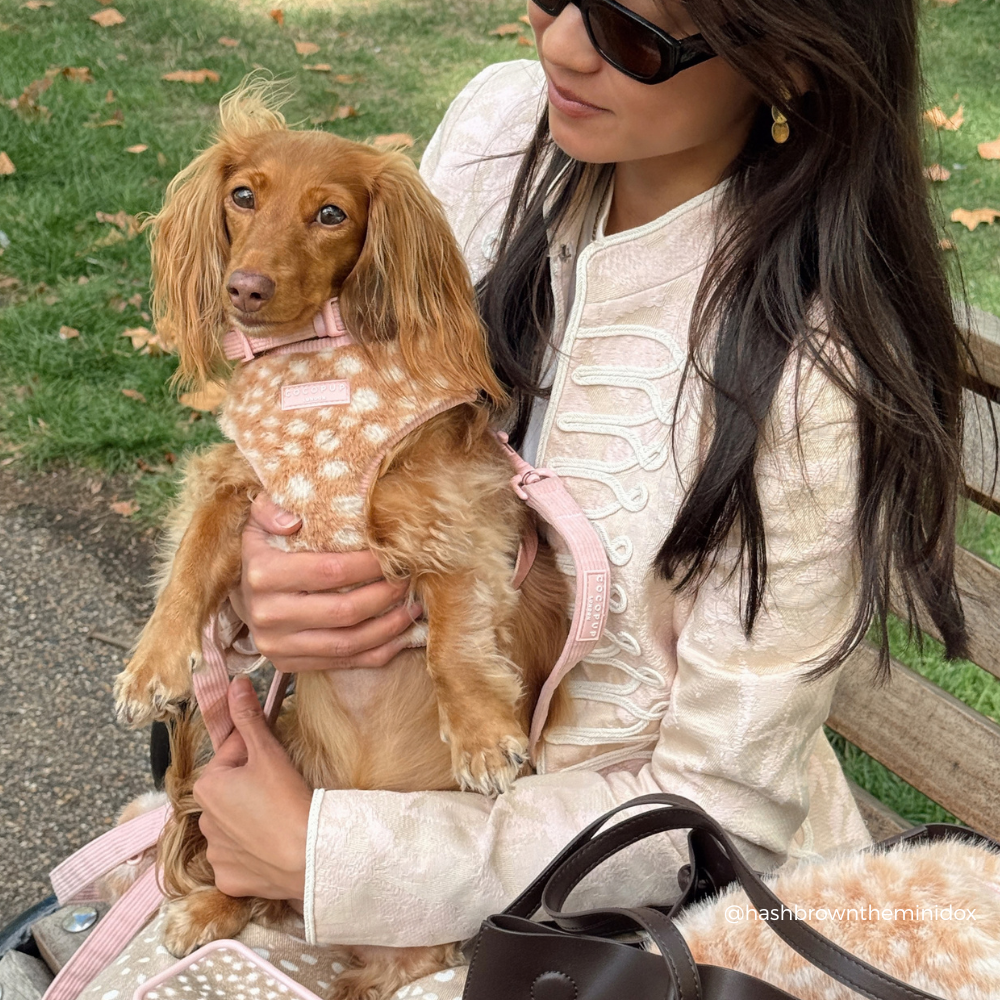 A woman sitting on a park bench holds a small long-haired brown dog wearing a pink and cream fawn harness and matching jacket. The woman wears a cream jacket and sunglasses, with grass and fallen leaves in the background.