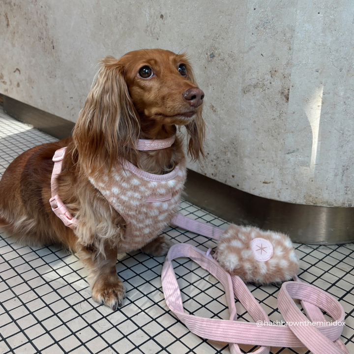 A brown dachshund wearing a pink patterned harness and matching leash sits on a tiled floor against a concrete wall. A matching fluffy pouch with a pink button is placed nearby.
