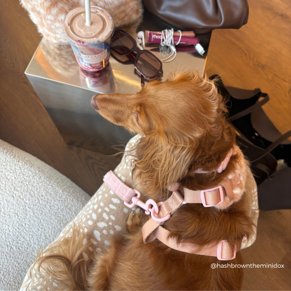 A long-haired golden sausage dog wearing a pink harness and collar, sitting on a white cushion with a spotted pattern. A silver side table next to the dog holds an iced coffee, sunglasses, earbuds, and other accessories in a cozy indoor setting.