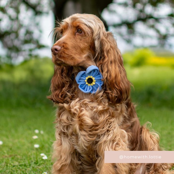 Forget Me Not Collar Flower