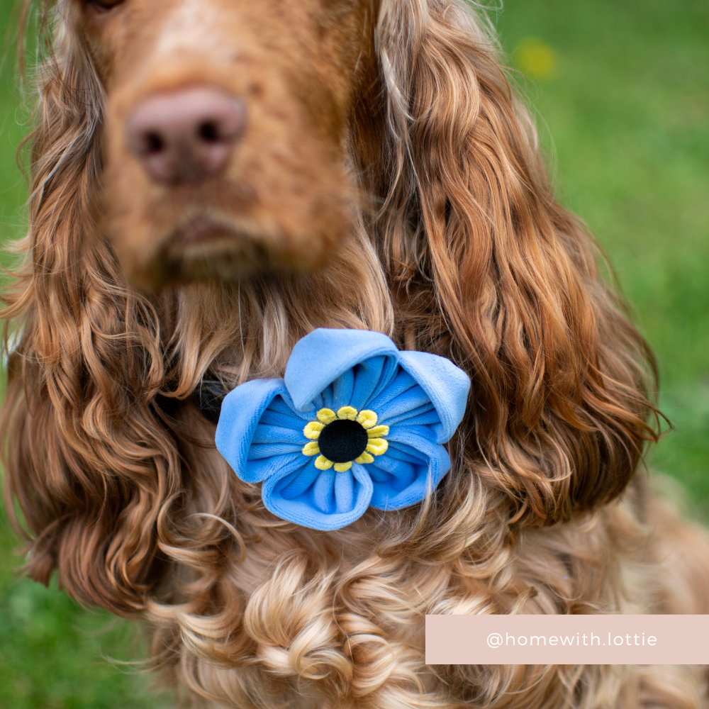 Coller Not Forget Me Not Collar Flower | Cocopup London