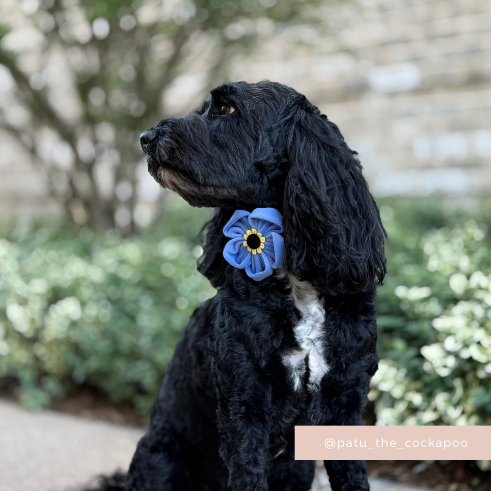 Forget Me Not Collar Flower