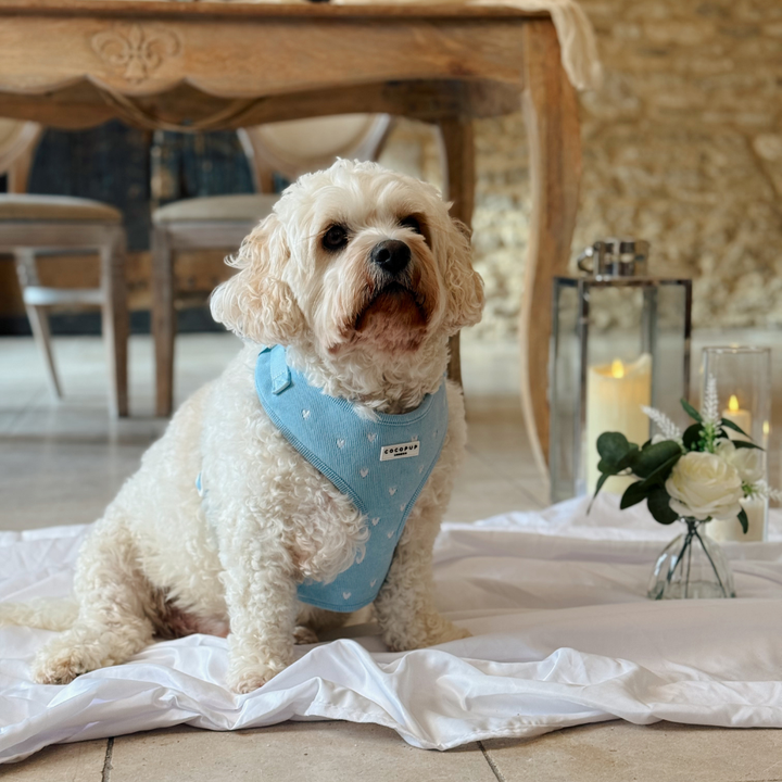 Blue Heartstrings Cord Adjustable Neck HARNESS