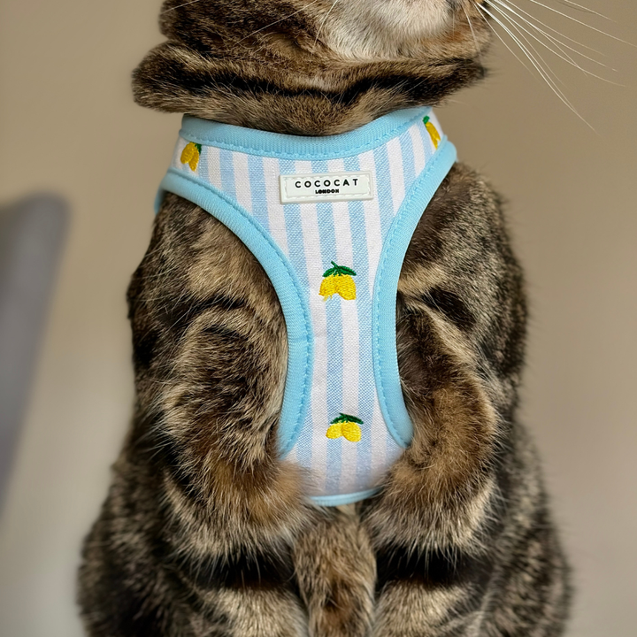 Cat Harness - Living La Vida Lemon
