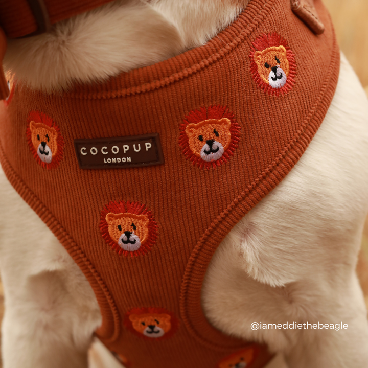 Leo the Lion Adjustable Neck Harness, Lead & Collar Bundle