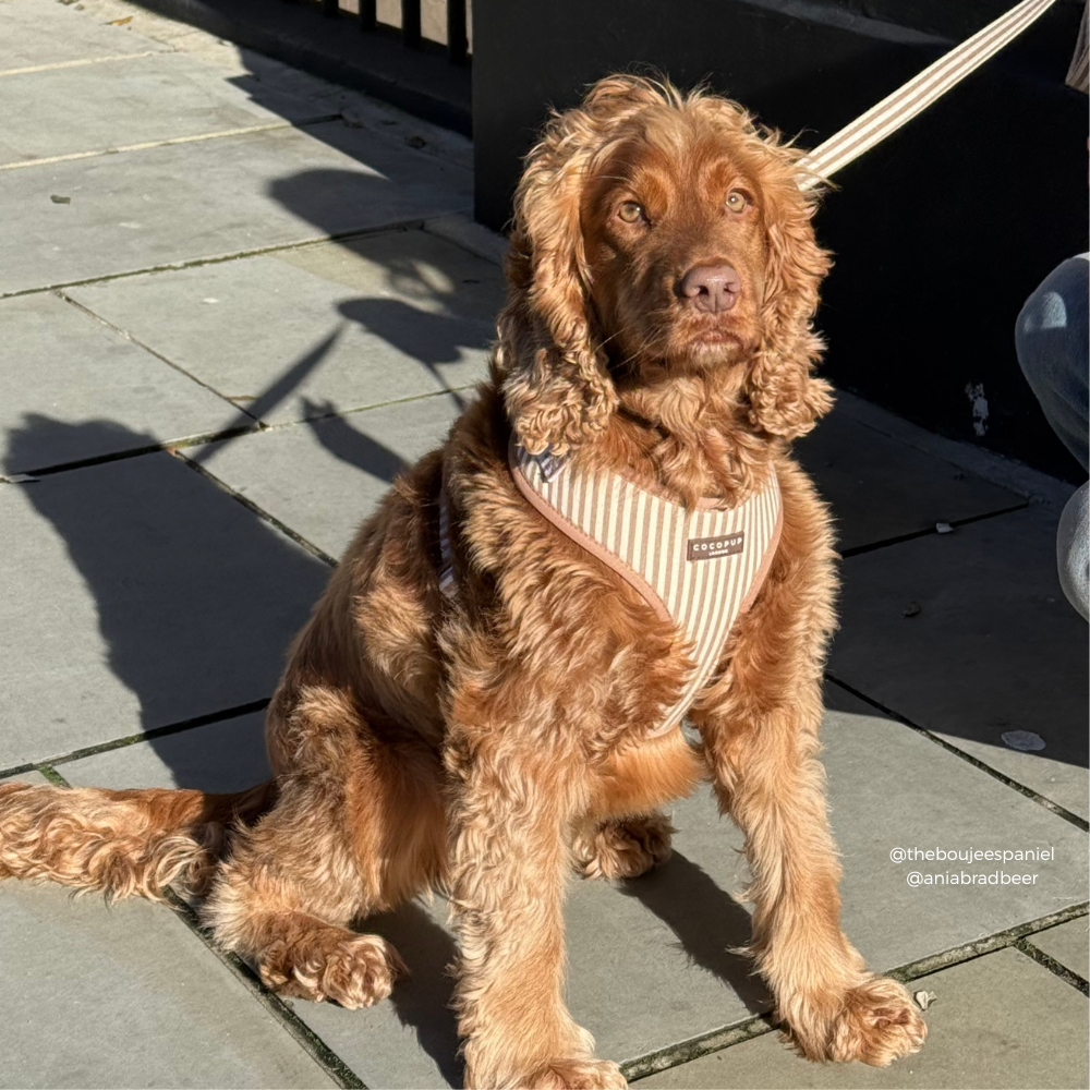 Brown dog on a leash sitting on a stone pavement