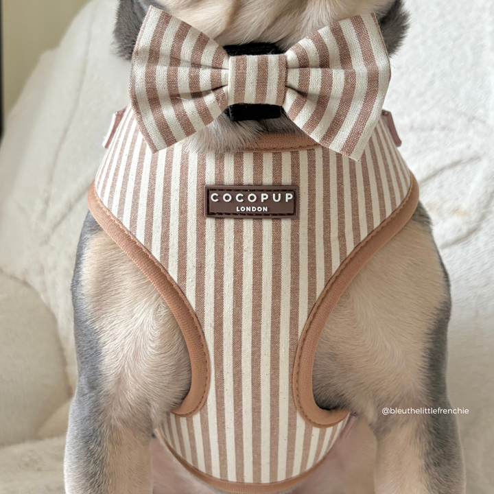 Dog wearing a striped harness with a bow tie and 'Cocopup London' label.