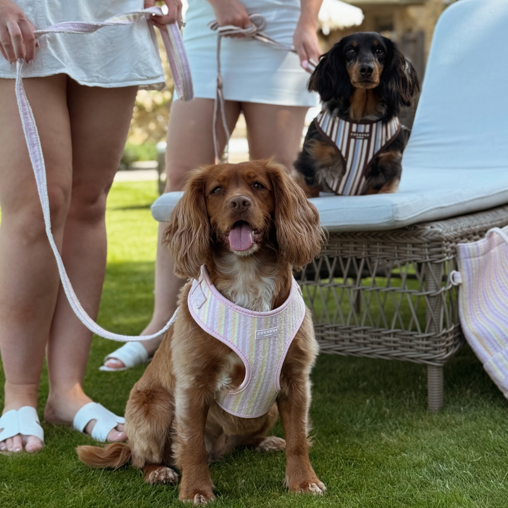 Pastel Stripes Adjustable Neck HARNESS