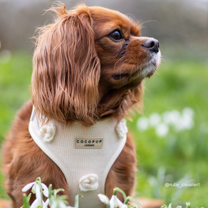 Petal Patch Adjustable Neck HARNESS