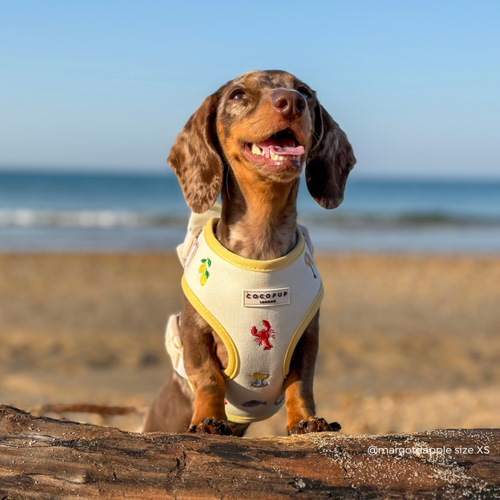 Picnic in Positano Adjustable Neck HARNESS