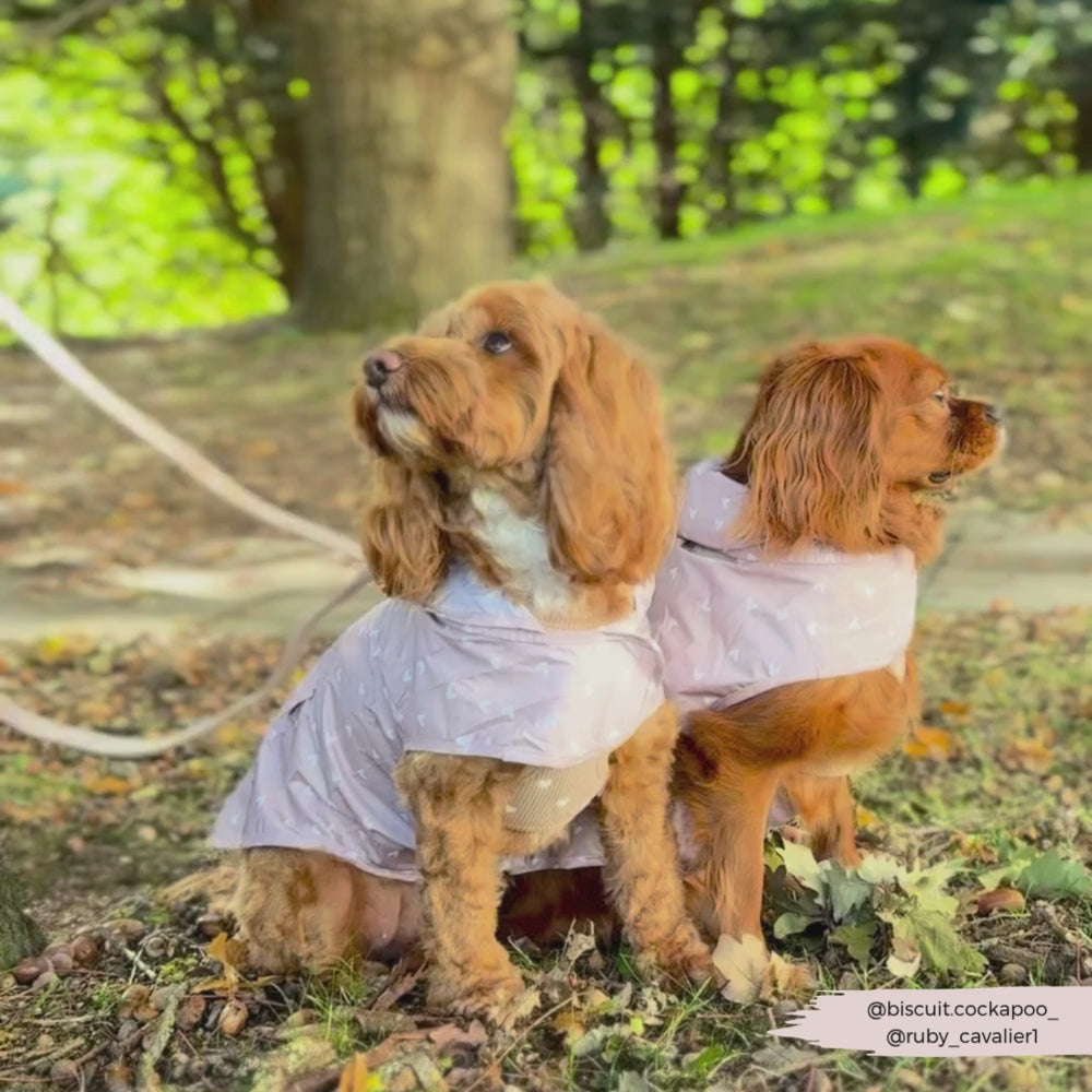 Dog Raincoat - Chai Hearts