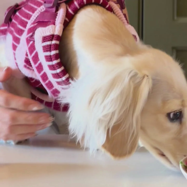 A close-up of a dog wearing a pink and burgundy striped knit harness with a visible Cocopup London brand label.