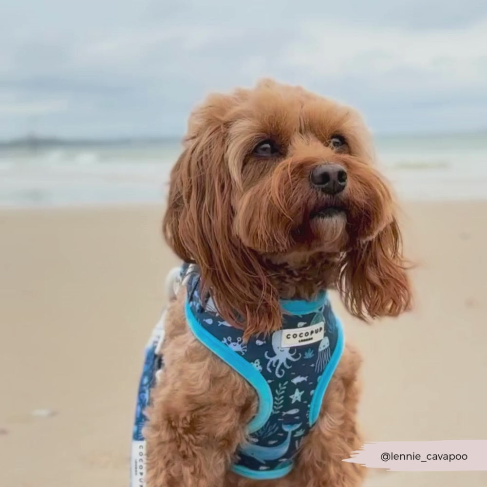 Sea Life Pawty Adjustable Neck Harness, Lead & Collar Bundle
