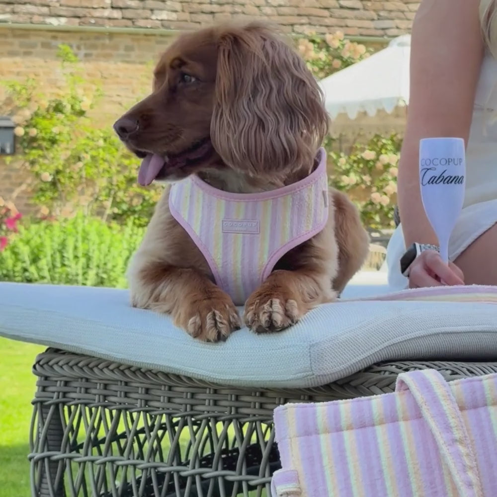 Pastel Stripes Adjustable Neck Harness, Lead & Collar Bundle