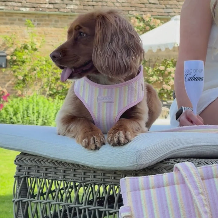 Pastel Stripes Adjustable Neck Harness, Lead & Collar Bundle