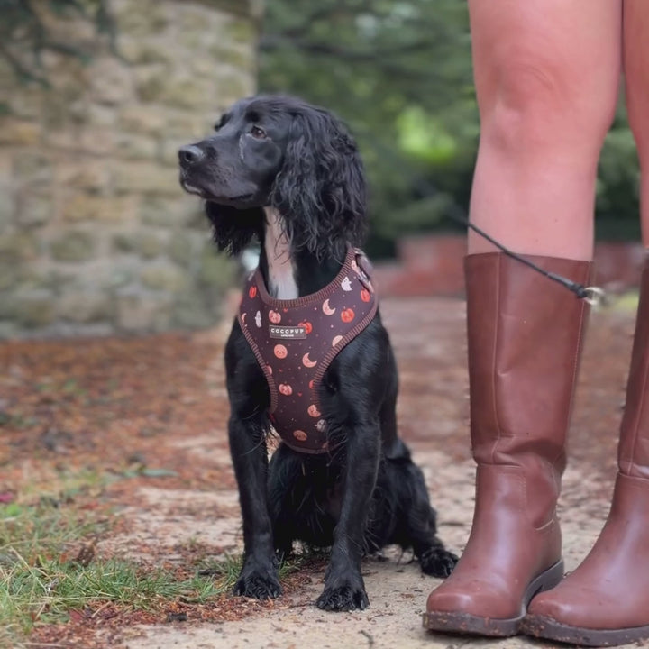A black dog wearing a brown Halloween-themed harness with orange pumpkins, white ghosts, and yellow moons, set against a blurred outdoor background.