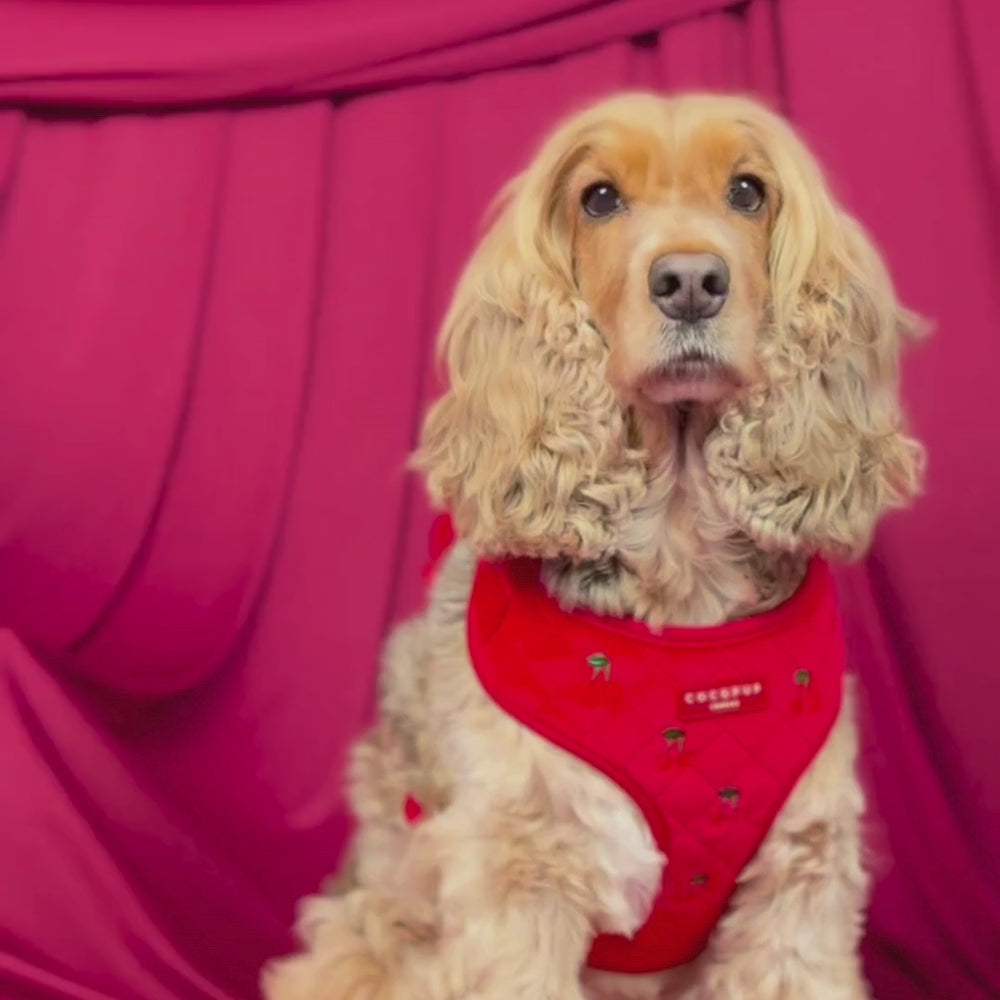 Cherry Velvet Crush Adjustable Neck HARNESS