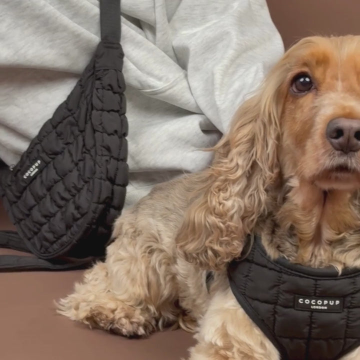 Onyx Quilted Adjustable Neck Harness, Lead & Collar Bundle