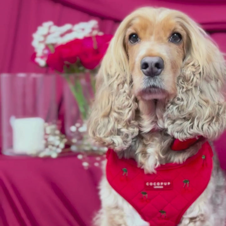 Cherry Velvet Crush Adjustable Neck HARNESS