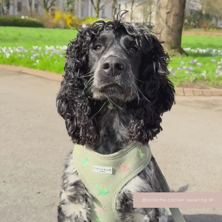 Dino Doodles Adjustable Neck Harness, Lead & Collar Bundle