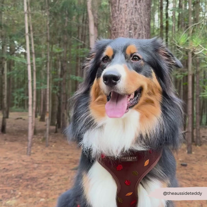 Pawtumn Leaves Adjustable Neck HARNESS
