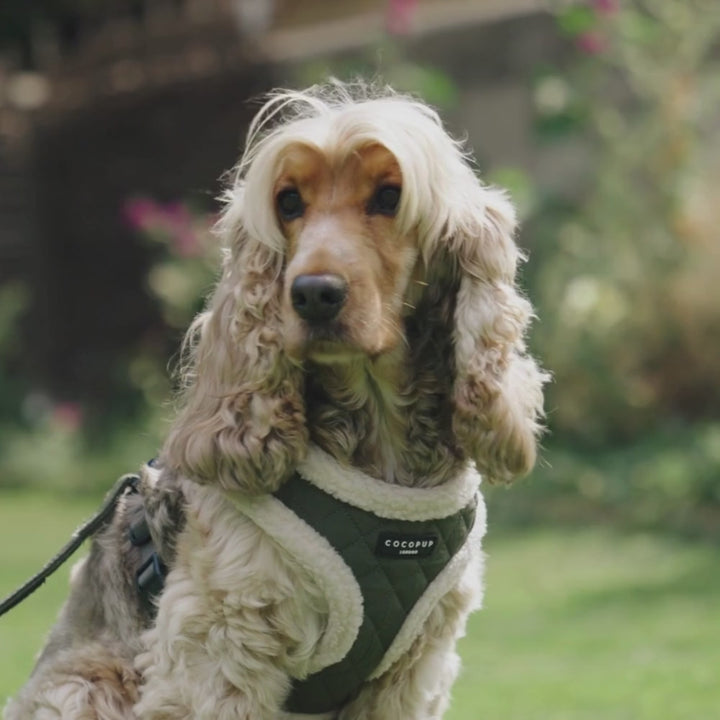 Khaki Quilted Adjustable Neck Harness, Lead & Collar Bundle