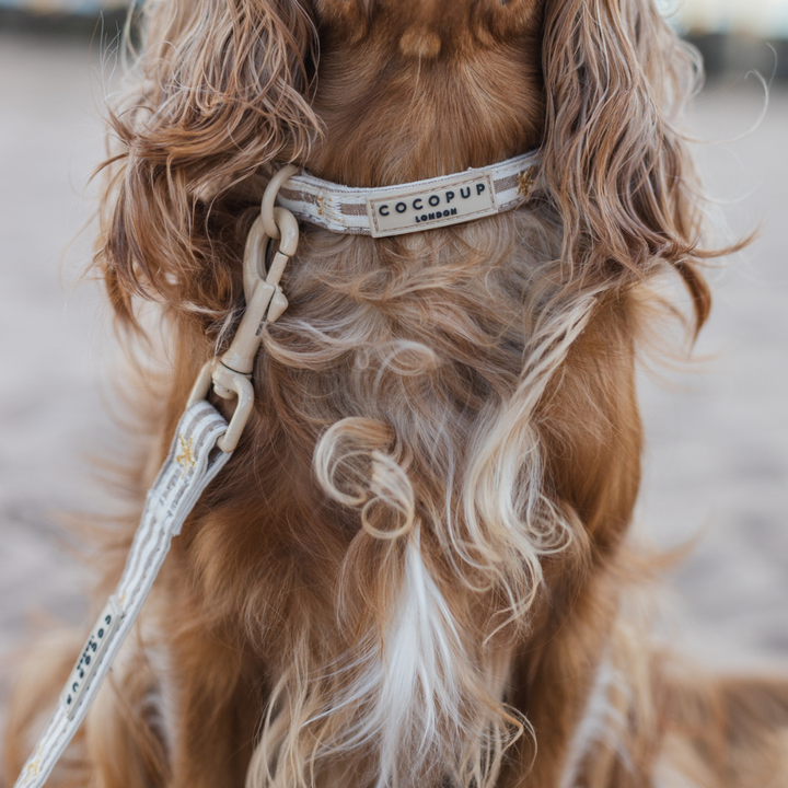 Sandy Starpaws COLLAR
