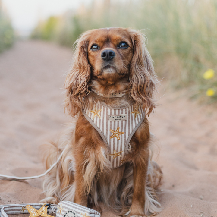Sandy Starpaws Adjustable Neck HARNESS