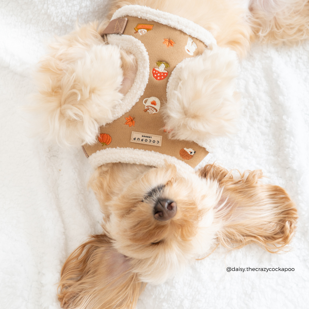 A small fluffy cream-colored dog lying on a white blanket, wearing a tan harness with white sherpa trim and cute pumpkin and mushroom illustrations. The brand tag on the harness reads 'cocopup london'.