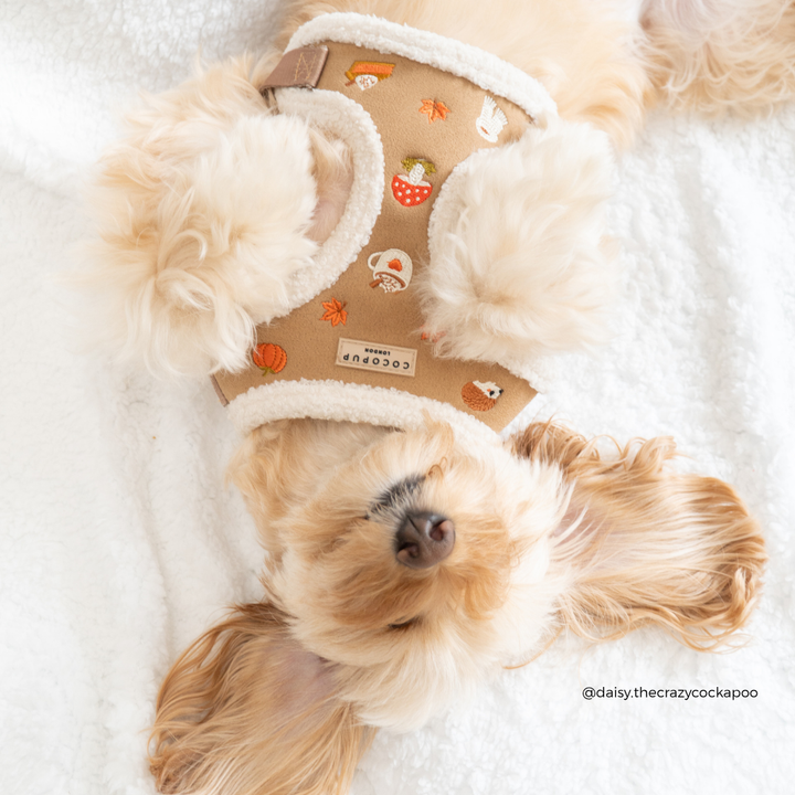 A small fluffy cream-colored dog lying on a white blanket, wearing a tan harness with white sherpa trim and cute pumpkin and mushroom illustrations. The brand tag on the harness reads 'cocopup london'.