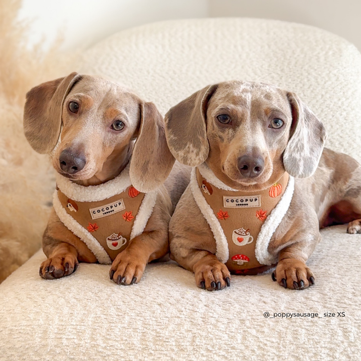 two sausage dogs wearing a tan and white trim harness with autumn-themed embroidered details including a pumpkin, mushroom, coffee cup, and leaves. The brand label reads 'COCOPUP LONDON'.