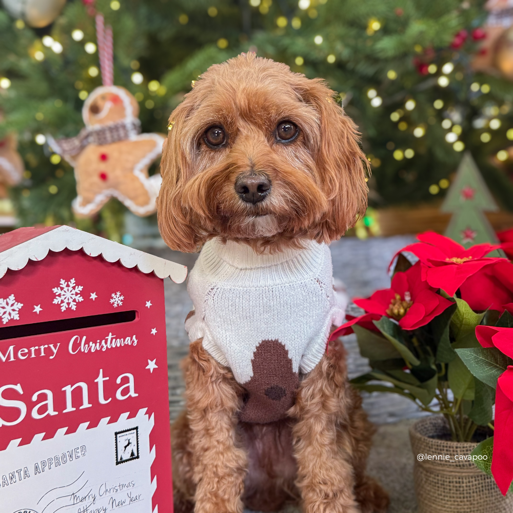 A small brown dog wearing a white knit sweater with a brown dots sits in front of a Christmas tree with lights. A red Christmas mailbox labeled Santa is on the left, and red poinsettias are on the right.